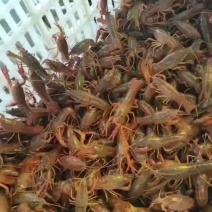 龙虾苗大量批发一手货源全国各地均可直达