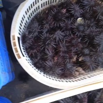 阳江本港紫海胆