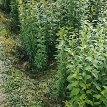 药材，绿化树亩