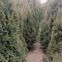 精品塔桧，基地自产自销