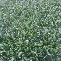 菠菜