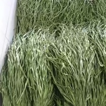 贡菜干货