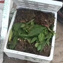 毛慈菇