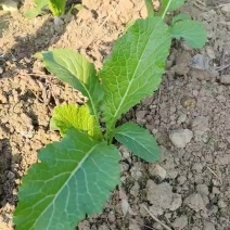 大青菜