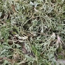 鲜茵陈