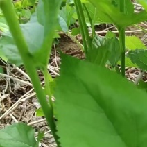 桑芽菜