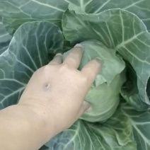 甘蓝