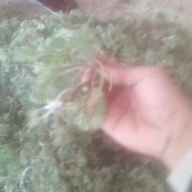 白蒿纯野生