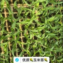 玉米苗🌽