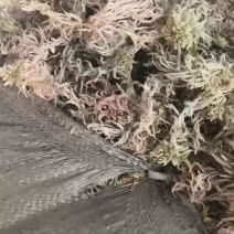 水苔