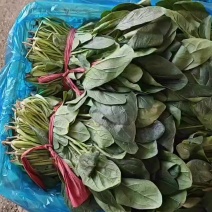 精品菠菜大量上市