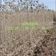 2公分3公分杨树苗大量出售