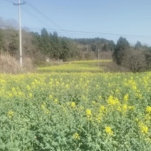 新油菜，菜籽