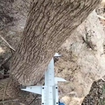 野生黄荆棵10到五十年的，可栽盆景