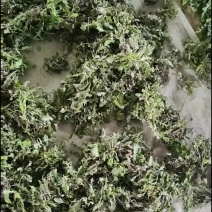 野生荠菜
