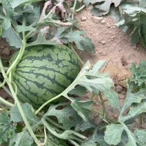 【8030特小凤】自有大型种植基地一手货源无中间商赚差价！