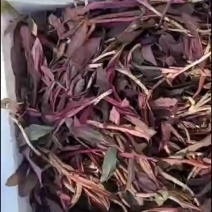 东北蘸酱菜曲麻菜