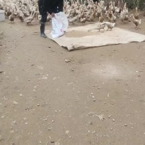 家养鸭蛋