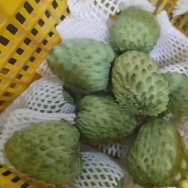 原生态，种植释迦果