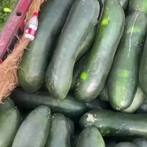 自家种植冬瓜
