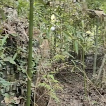 斑竹和毛竹