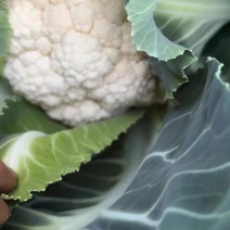 松花白菜价
