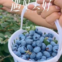 云南花香蓝莓全规格长期供应