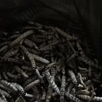 亚香棒虫草有收购商吗？量大