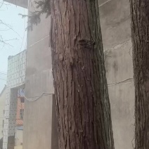 杉树