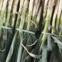 大量供应散把大葱价格低质量好长期有货