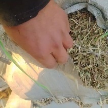 吉林新花生秧，牛羊马料，无土无膜，接受预订，