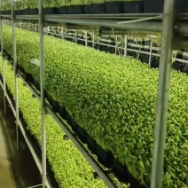 鲜豆苗稳定供应