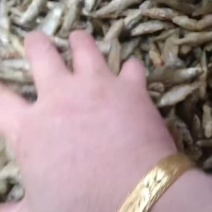 油炸麦穗鱼，好吃不苦，开张大吉财源滚滚