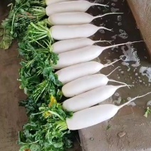 白萝卜