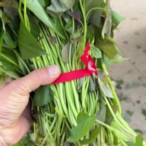 脱毒红薯苗西瓜红龙久济33