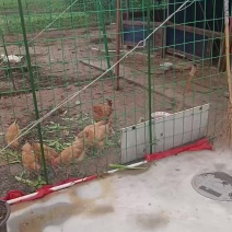 卖老鹅
