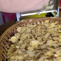 云南小黄姜种