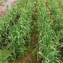 紫皮蒜苗正在卖30亩地货找买方价格可谈