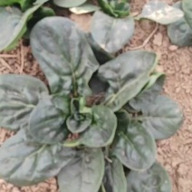 精品河南趴地菠菜红根菠菜专业代办按需配货可视频看货