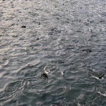鲈鱼苗