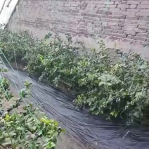 山东蓝莓L25F6等等
