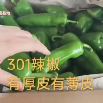 301辣椒，无论厚薄，都是好椒！产地直采，新鲜到家