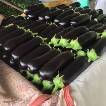 【热卖】黑宝茄子布莱迪烧烤茄布茄大小均匀