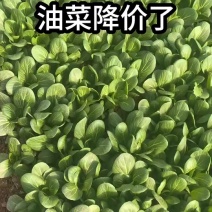 山东菏泽曹县精品油菜上海青万亩基地一手货源