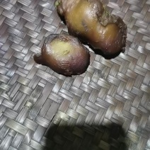 鸡宝