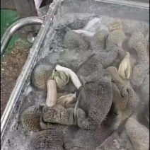 熟食羊肚