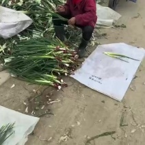 洋葱苗