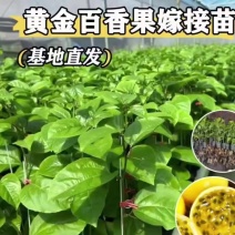 纯甜黄金百香果树苗嫁接苗四季开花当年结果纯甜南方种植爬藤