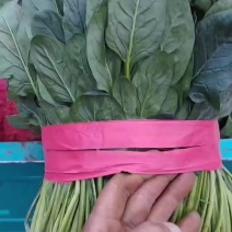 菠菜直杆菠菜基地直发大量有货冷棚菠菜品质保证量大从优