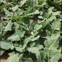 水果苤兰大量有货基地直供品质优可视频看货欢迎咨询来电
